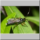 Vulgichneumon saturaturatorius - Schlupfwespe m122a 12mm fdet02.jpg